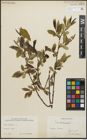 Foto von Salix pentandra L.